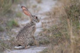 Zając sawannowy - Lepus microtis - African Savanna Hare