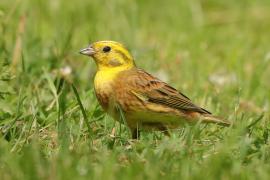 Trznadel - Emberiza citrinella - Yellowhammer