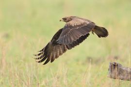 Kania czarna - Milvus migrans - Black Kite
