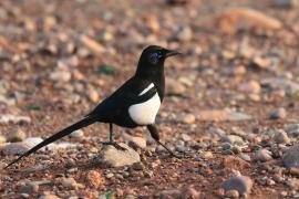 Sroka gołooka - Pica mauritanica - Maghreb Magpie