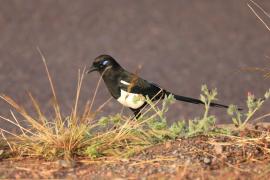 Sroka gołooka - Pica mauritanica - Maghreb Magpie