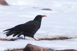 Wrończyk - Pyrrhocorax pyrrhocorax - Red-billed Chough