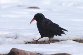 Wrończyk - Pyrrhocorax pyrrhocorax - Red-billed Chough