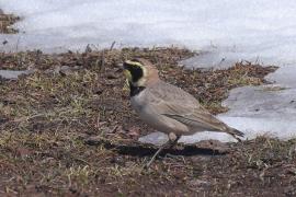 Górniczek - Eremophila alpestris - Horned Lark