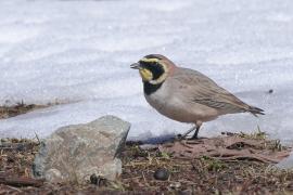 Górniczek - Eremophila alpestris - Horned Lark