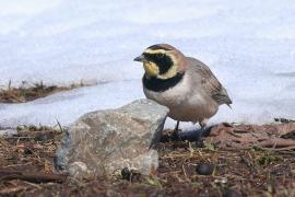Górniczek - Eremophila alpestris - Horned Lark