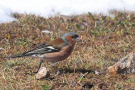 Zięba - Fringilla coelebs - Common Chaffinch