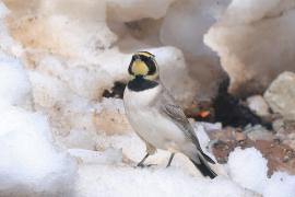 Górniczek - Eremophila alpestris - Horned Lark