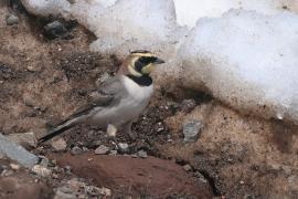 Górniczek - Eremophila alpestris - Horned Lark