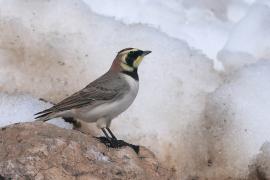Górniczek - Eremophila alpestris - Horned Lark
