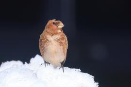 Gilak ciemnogłowy - Rhodopechys sanguineus - Eastern Crimson-winged Finch