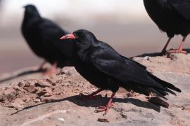 Wrończyk - Pyrrhocorax pyrrhocorax - Red-billed Chough