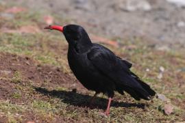 Wrończyk - Pyrrhocorax pyrrhocorax - Red-billed Chough
