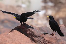 Wieszczek - Pyrrhocorax graculus - Yellow-billed Chough