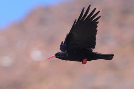 Wrończyk - Pyrrhocorax pyrrhocorax - Red-billed Chough