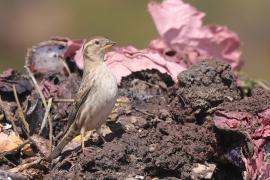 Wróbel skalny - Petronia petronia - Rock Sparrow