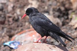 Wrończyk - Pyrrhocorax pyrrhocorax - Red-billed Chough
