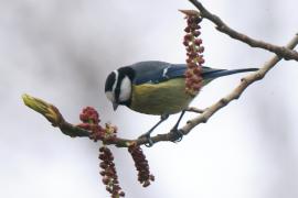 Modraszka kanaryjska - Cyanistes teneriffae - Canary Islands Tit