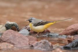 Pliszka górska - Motacilla cinerea - Grey Wagtail