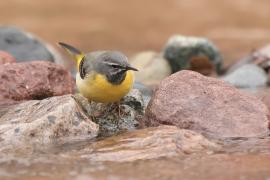 Pliszka górska - Motacilla cinerea - Grey Wagtail