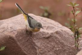 Pliszka górska - Motacilla cinerea - Grey Wagtail