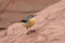 Pliszka górska - Motacilla cinerea - Grey Wagtail