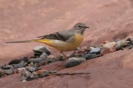 Pliszka górska - Motacilla cinerea - Grey Wagtail