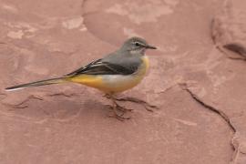 Pliszka górska - Motacilla cinerea - Grey Wagtail