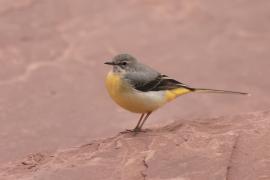 Pliszka górska - Motacilla cinerea - Grey Wagtail