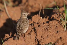 Dzierlatka iberyjska - Galerida theklae - Thekla's Lark