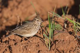 Dzierlatka iberyjska - Galerida theklae - Thekla's Lark