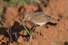 Dzierlatka iberyjska - Galerida theklae - Thekla's Lark