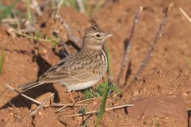Dzierlatka iberyjska - Galerida theklae - Thekla's Lark