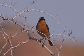 Pleszka algierska - Phoenicurus moussieri - Moussier's Redstart
