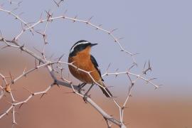 Pleszka algierska - Phoenicurus moussieri - Moussier's Redstart