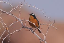 Pleszka algierska - Phoenicurus moussieri - Moussier's Redstart