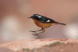 Pleszka algierska - Phoenicurus moussieri - Moussier's Redstart