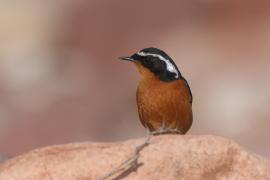 Pleszka algierska - Phoenicurus moussieri - Moussier's Redstart
