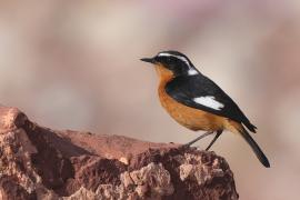 Pleszka algierska - Phoenicurus moussieri - Moussier's Redstart