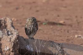 Pójdźka - Athene noctua - Little Owl