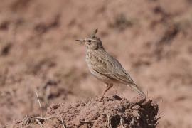 Dzierlatka - Galerida cristata - Crested Lark