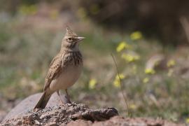 Dzierlatka - Galerida cristata - Crested Lark