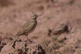 Dzierlatka - Galerida cristata - Crested Lark