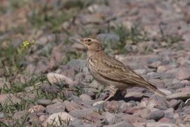 Dzierlatka - Galerida cristata - Crested Lark