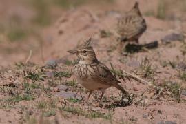Dzierlatka - Galerida cristata - Crested Lark
