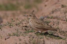 Dzierlatka - Galerida cristata - Crested Lark