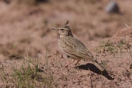 Dzierlatka - Galerida cristata - Crested Lark
