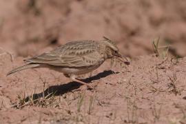 Dzierlatka - Galerida cristata - Crested Lark