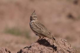 Dzierlatka - Galerida cristata - Crested Lark