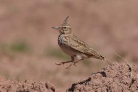 Dzierlatka - Galerida cristata - Crested Lark